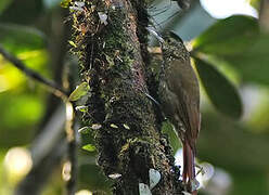 Olive-backed Woodcreeper