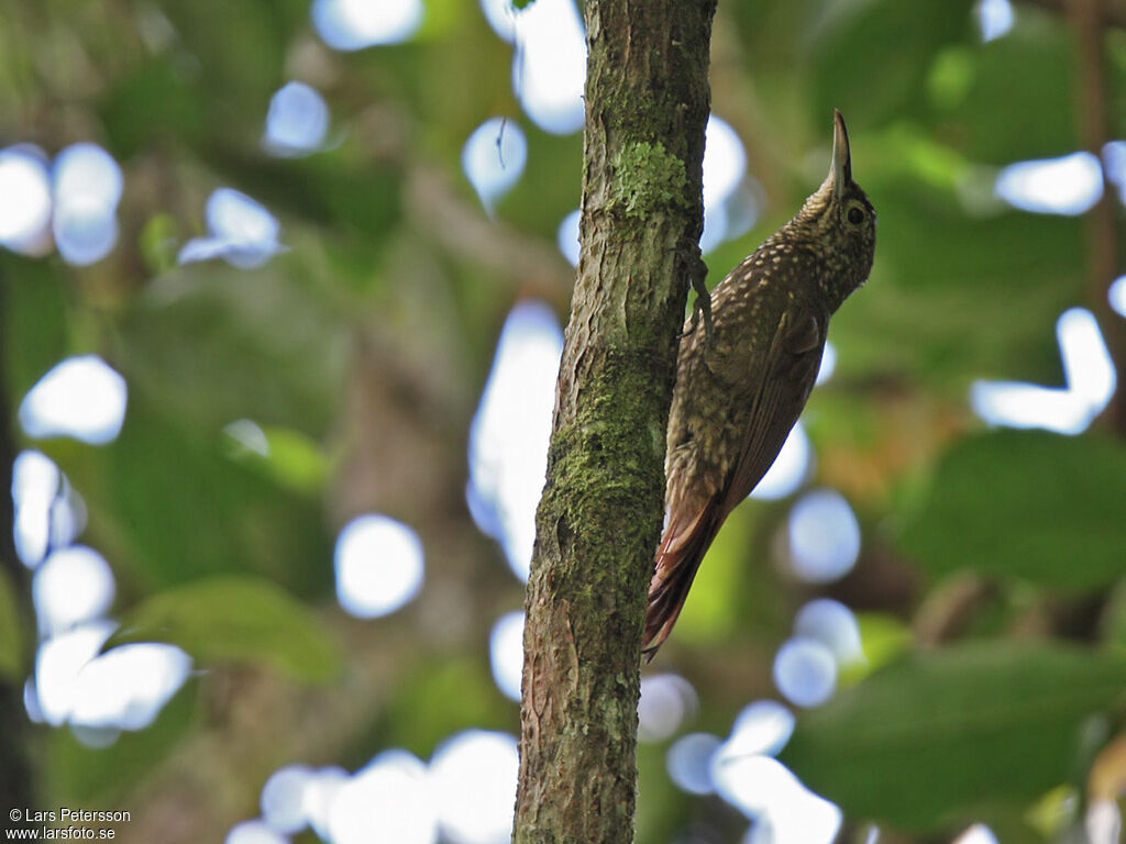 Olive-backed Woodcreeper