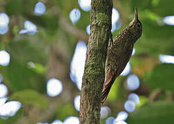 Olive-backed Woodcreeper