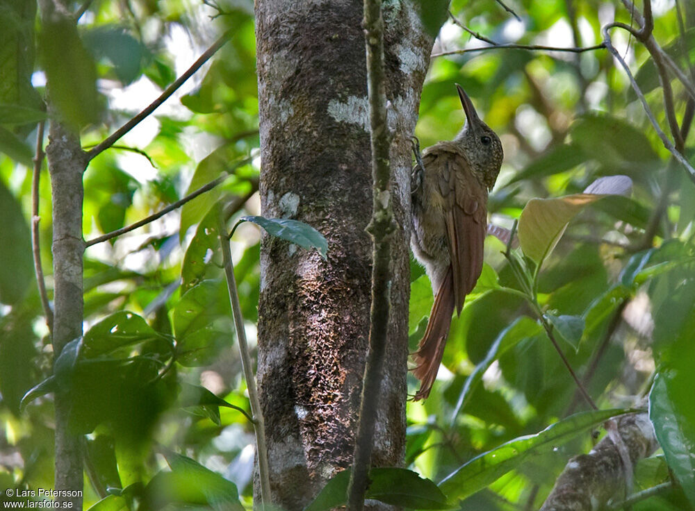 Amazonian Barred Woodcreeper