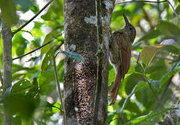 Amazonian Barred Woodcreeper