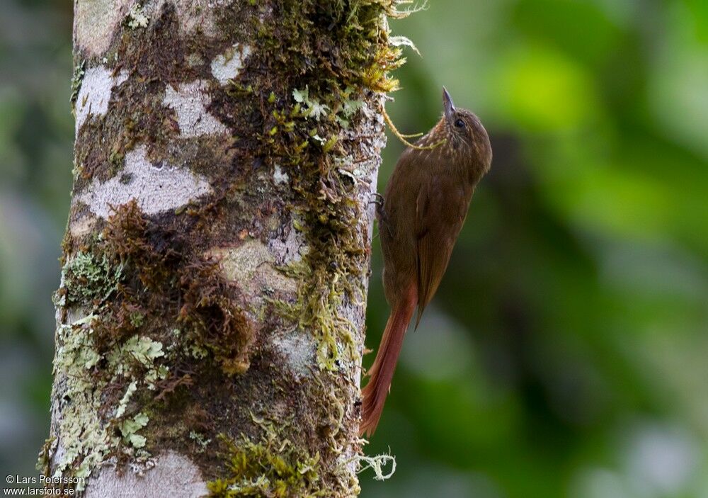 Wedge-billed Woodcreeper