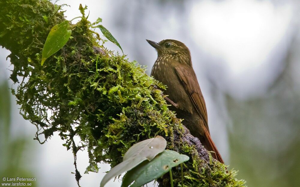 Wedge-billed Woodcreeper