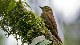 Wedge-billed Woodcreeper