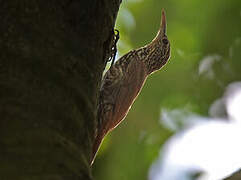 Cocoa Woodcreeper