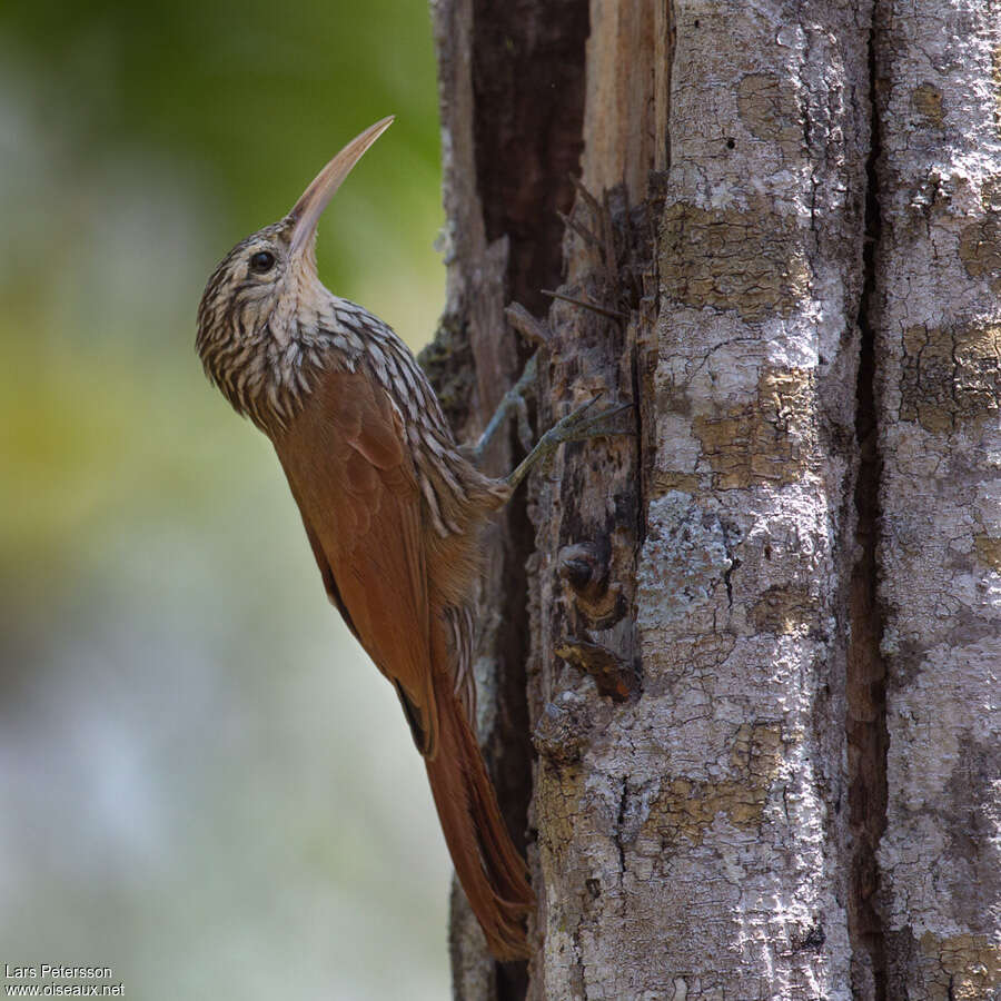 Streak-headed Woodcreeperadult, identification