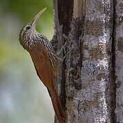 Streak-headed Woodcreeper