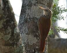 Streak-headed Woodcreeper