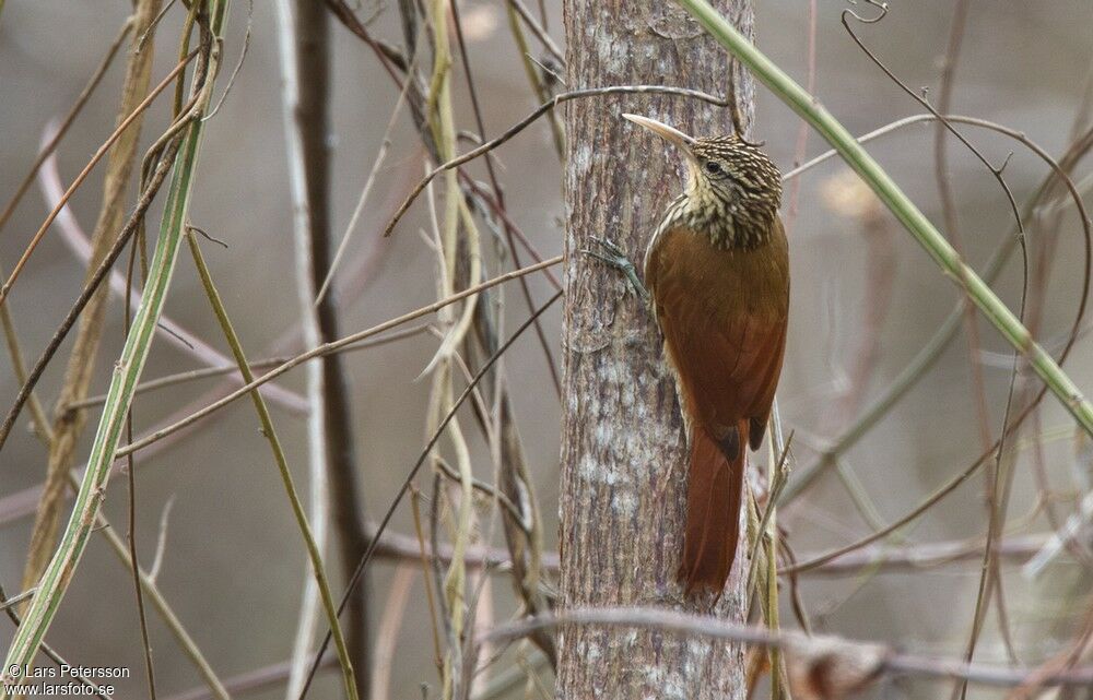 Streak-headed Woodcreeper