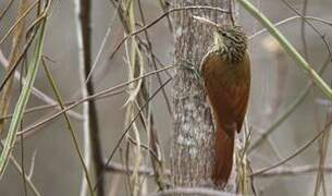 Streak-headed Woodcreeper