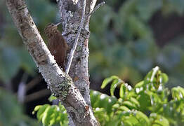 Buff-throated Woodcreeper