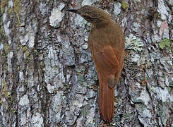 Planalto Woodcreeper