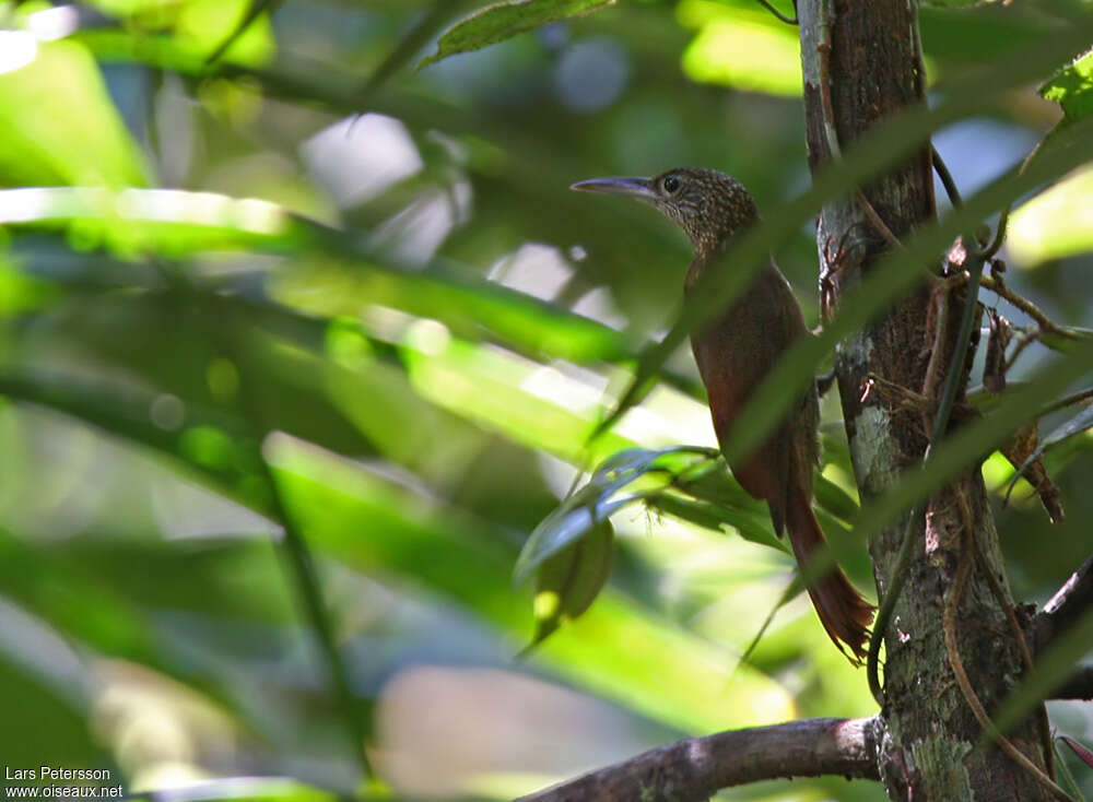 Elegant Woodcreeperadult, habitat, Behaviour