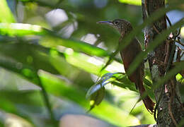 Elegant Woodcreeper