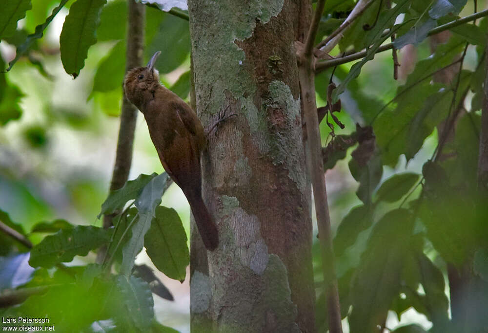 Grimpar enfumé, habitat, pigmentation