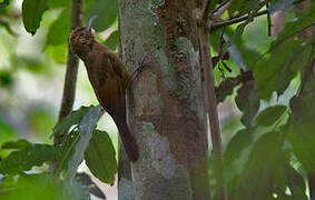 Plain-brown Woodcreeper