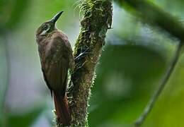 Plain-brown Woodcreeper