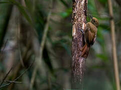 Olivaceous Woodcreeper