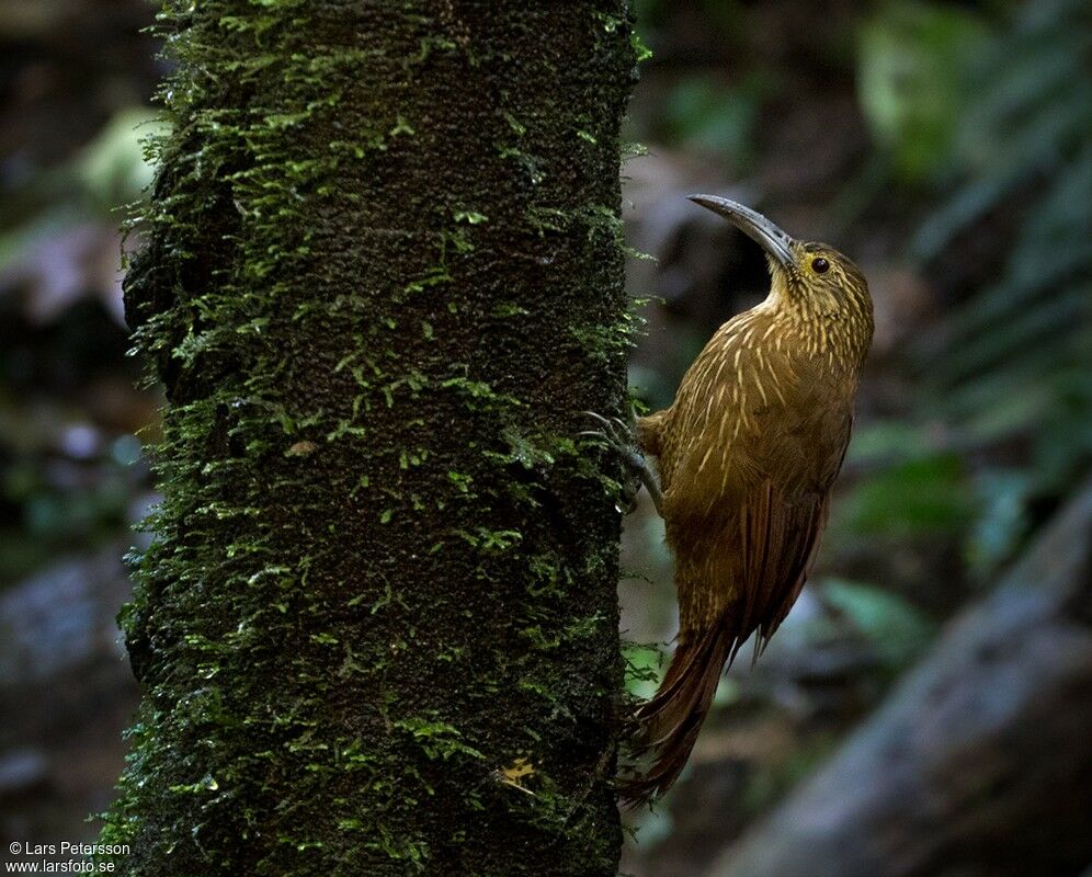 Strong-billed Woodcreeper