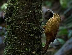 Strong-billed Woodcreeper