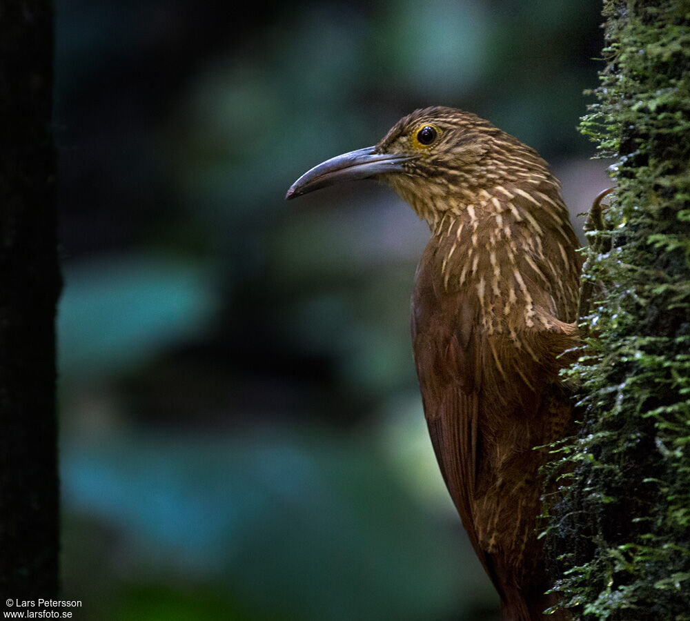 Strong-billed Woodcreeper