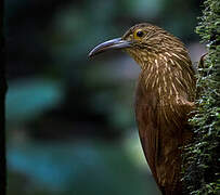 Strong-billed Woodcreeper