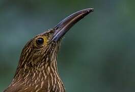 Strong-billed Woodcreeper