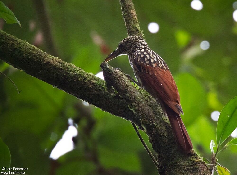 Black-striped Woodcreeper