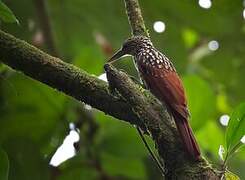 Black-striped Woodcreeper