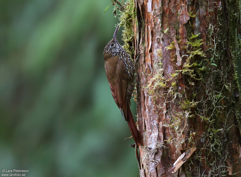 Montane Woodcreeper