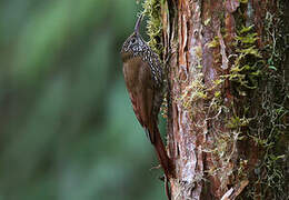 Montane Woodcreeper