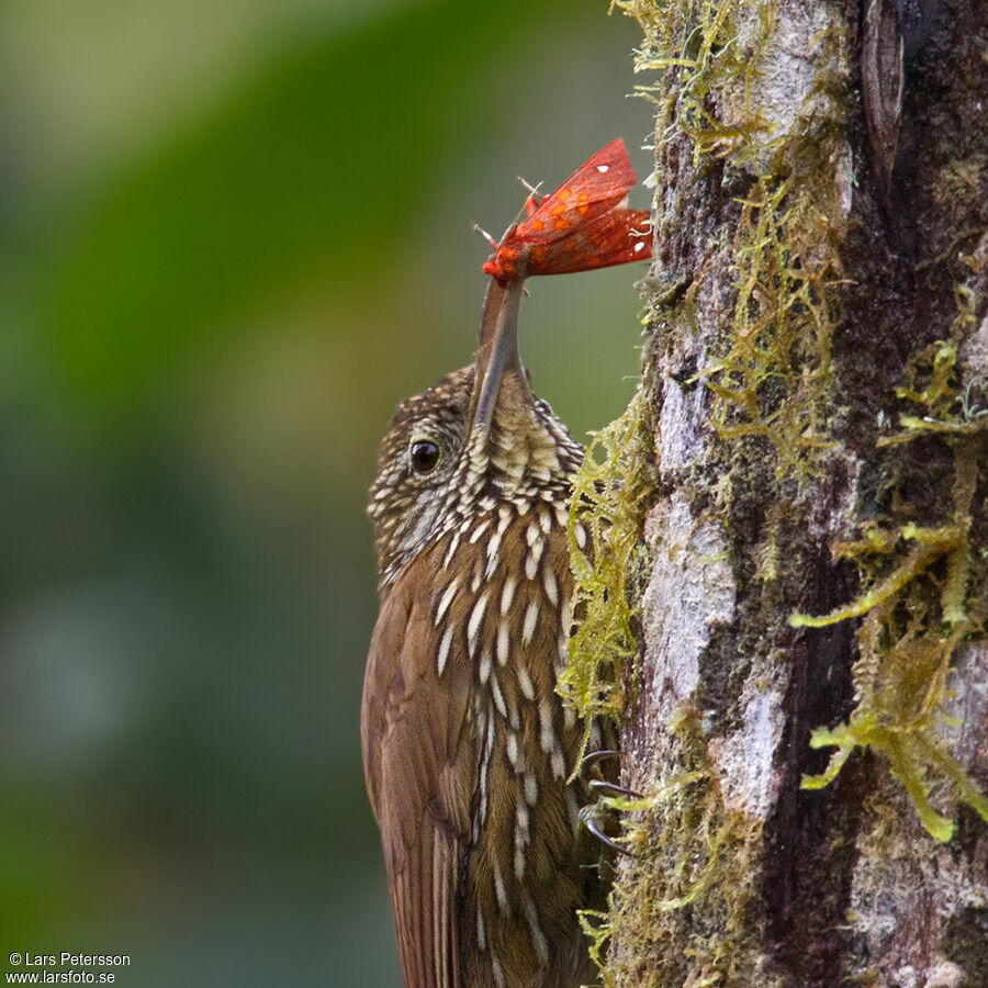 Montane Woodcreeper