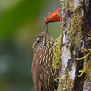 Montane Woodcreeper