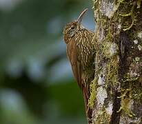 Montane Woodcreeper