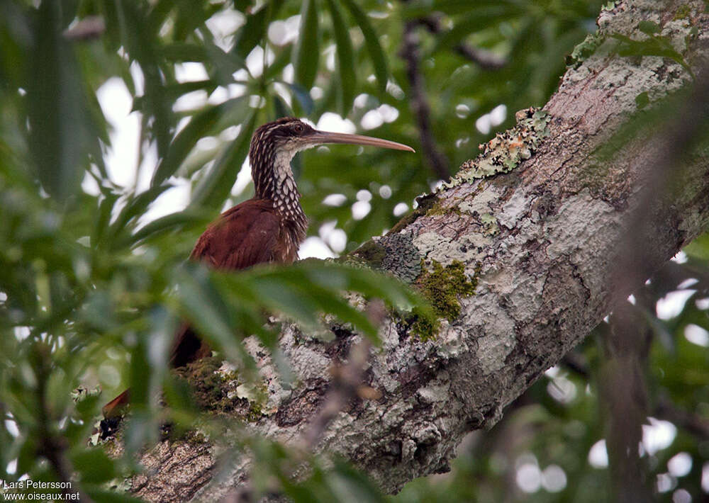 Long-billed Woodcreeper, habitat, pigmentation, Behaviour