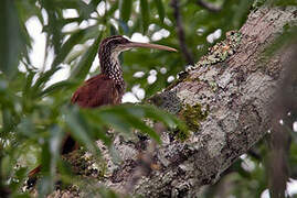 Long-billed Woodcreeper