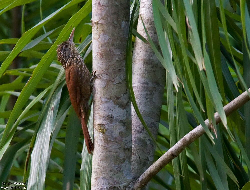 Straight-billed Woodcreeper