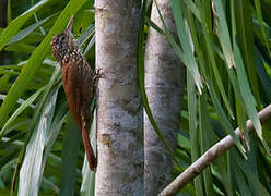 Straight-billed Woodcreeper