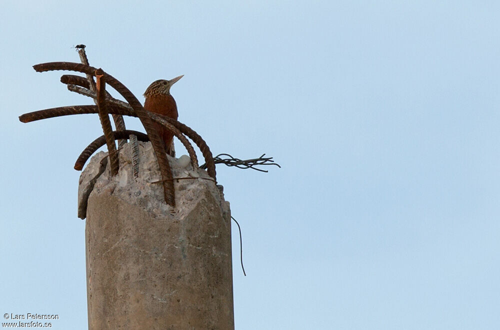 Straight-billed Woodcreeper