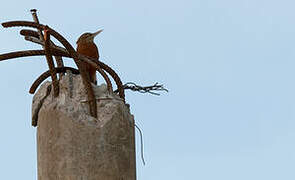 Straight-billed Woodcreeper