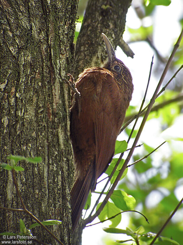 Black-banded Woodcreeper