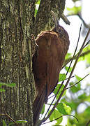 Black-banded Woodcreeper