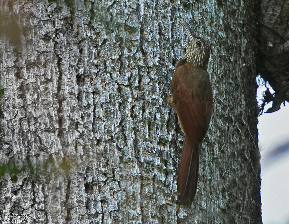 Black-banded Woodcreeper, habitat, pigmentation