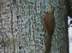 Black-banded Woodcreeper