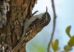 Brown Creeper