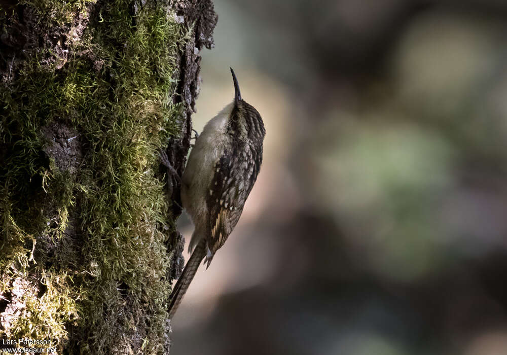 Bar-tailed Treecreeper