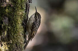 Bar-tailed Treecreeper