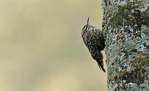 African Spotted Creeper