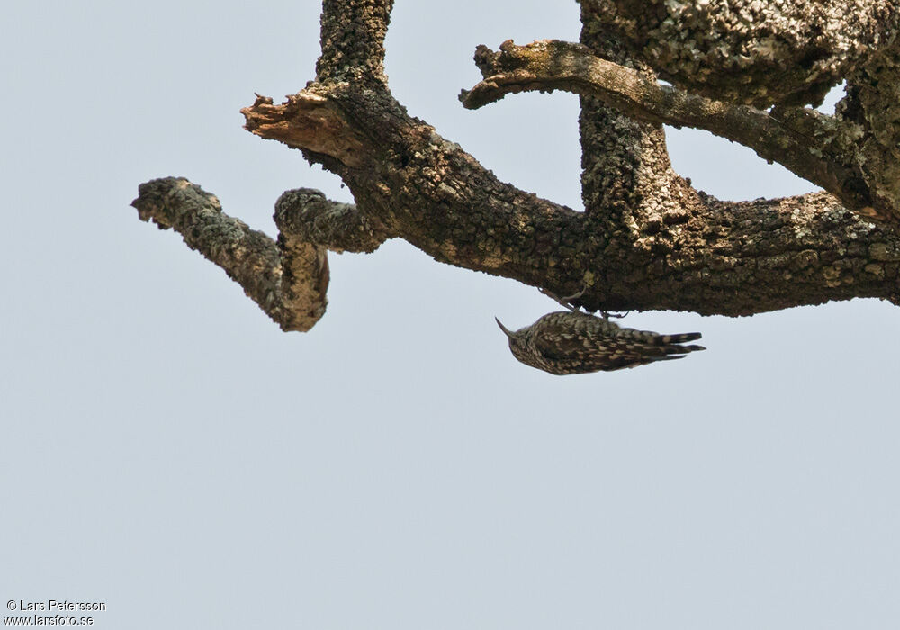 African Spotted Creeper