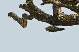 African Spotted Creeper